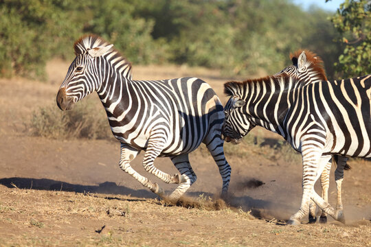 Steppenzebra / Burchell's zebra / Equus quagga burchellii