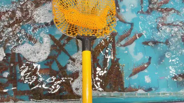 Supermarket Live Seafood Display &ndash; Fresh Crabs, Lobsters, Prawns, Mussels, Clams and Other Shellfish in Aerated Aquarium 