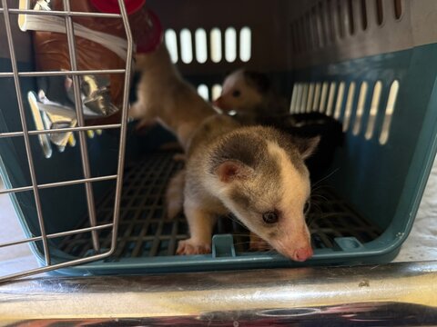 Two Asian Palm Civets in a Box, Musang Pandan in Captivity