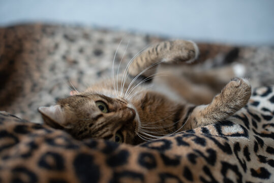 A playful brown tabby cat lies on a leopard print blanket. The cat has green eyes and is stretching with its paws in the air.