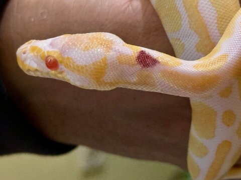 Close-Up Portrait of an Albino Ball Python with Red Eyes