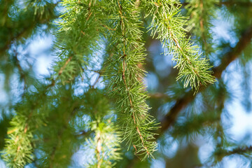 Young branches of larch. Closeup of green larch young needles. © Dmitrii Potashkin