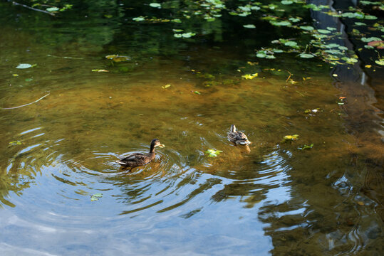 Two ducks swim in a calm pond surrounded by lily pads. The water reflects the greenery above, creating a serene natural scene.