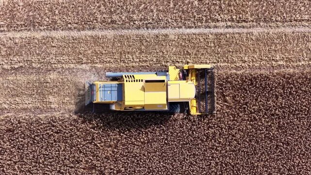 Combine harvester harvesting wheat in a gold colored field during summer seen from above. There is dust coming form the harvester during this period of drought.