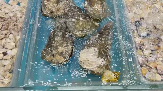 Supermarket Live Seafood Display &ndash; Fresh Crabs, Lobsters, Prawns, Mussels, Clams and Other Shellfish in Aerated Aquarium 