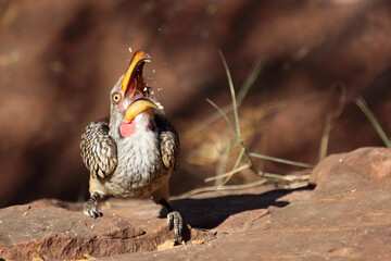 Rotringtoko oder Südlicher Gelbschnabeltoko / Southern yellow-billed hornbill / Tockus leucomelas © Ludwig