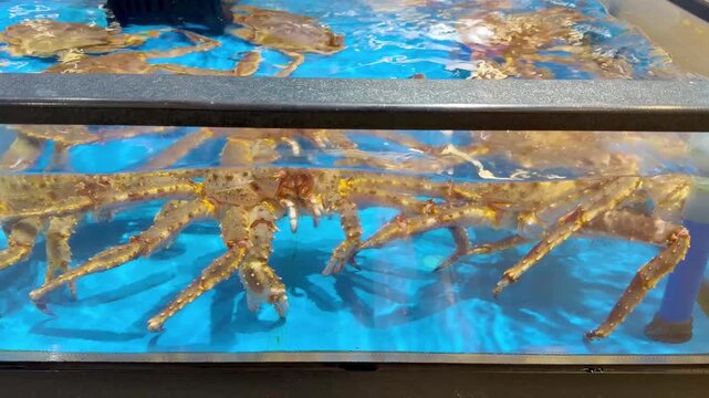 Supermarket Live Seafood Display &ndash; Fresh Crabs, Lobsters, Prawns, Mussels, Clams and Other Shellfish in Aerated Aquarium 