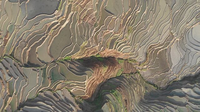 China agriculture - aerial view of wet rice paddy fields in famous Yuanyang region 
