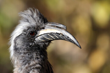 Grautoko / African grey hornbill / Lophoceros nasutus © Ludwig