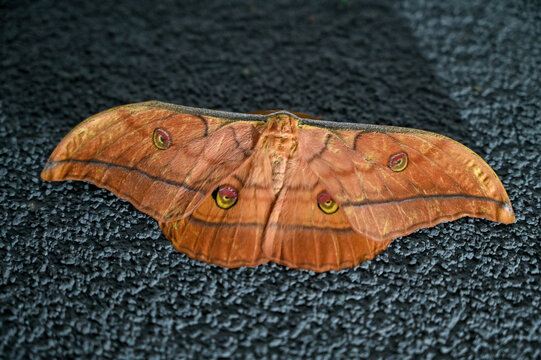 Japanese oak silkmoth resting at night. Close-up of an Antheraea yamamai moth with detailed wing patterns.
Vibrant orange-brown moth belonging to the genus Antheraea.