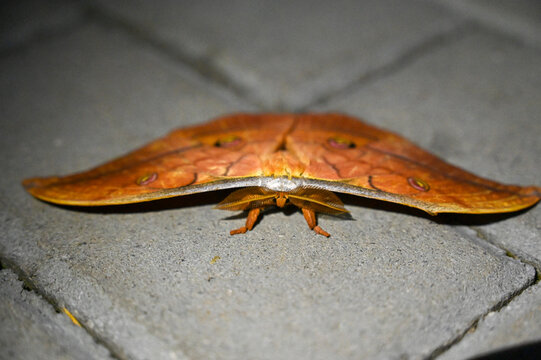 Japanese oak silkmoth resting at night. Close-up of an Antheraea yamamai moth with detailed wing patterns.
Vibrant orange-brown moth belonging to the genus Antheraea.