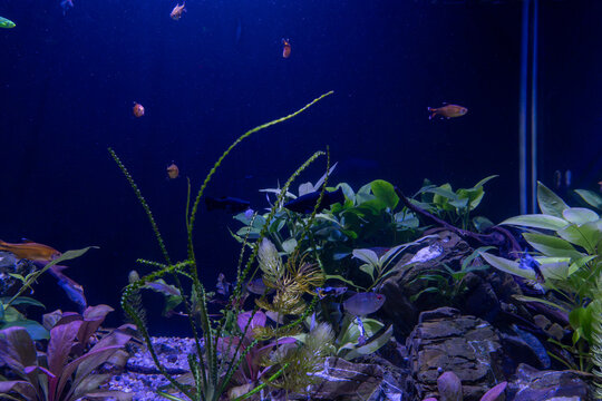 Various small tropical fish swim actively inside freshwater aquarium tank featuring lush green aquatic plants, natural rocks, and pebble gravel under dark blue illumination.