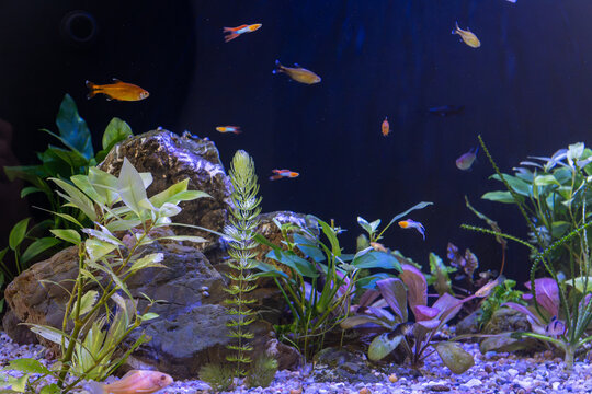 Small colorful guppies and tetra fish swim actively inside freshwater aquarium tank filled with lush green aquatic plants, large rocks, and small pebble gravel under blue lighting.
