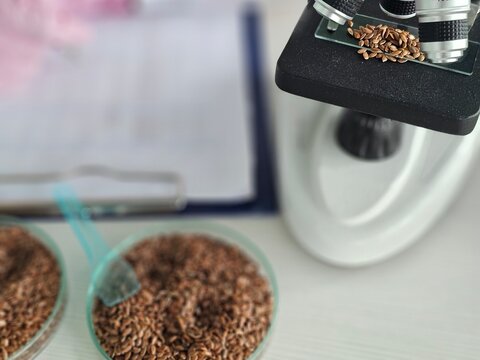 A microscope examines tiny flax seeds on a glass slide in a laboratory. Flax seeds are the subject
