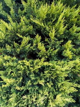 close up of green pine needles