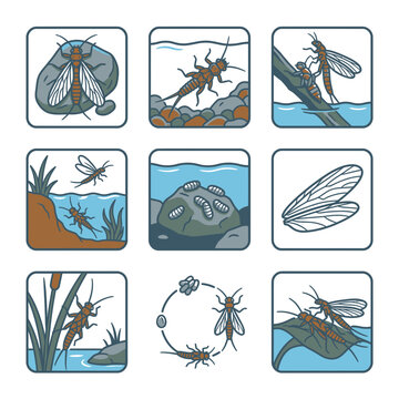 Mayfly life cycle stages illustrated