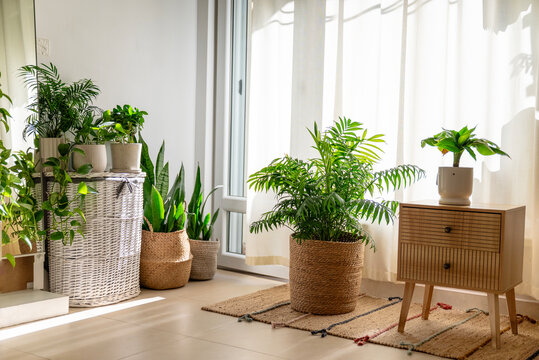 Cozy living room full of green plants with white curtains