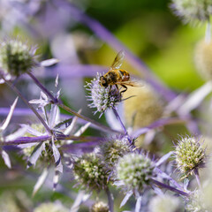 Eryngium ( Latin-  ) is a genus of herbaceous plants of the Umbelliferae family. A bee collects nectar on Eryngium flowers © Flower_Garden