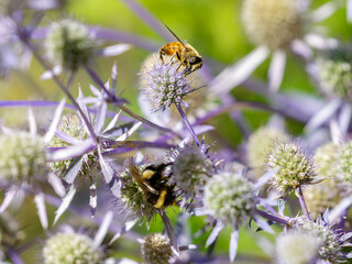 Eryngium ( Latin-  ) is a genus of herbaceous plants of the Umbelliferae family. A bee collects nectar on Eryngium flowers © Flower_Garden