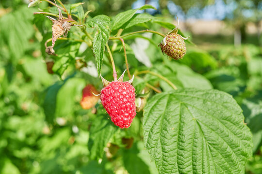 A close up of organic raspberries in the garden, selective focus.