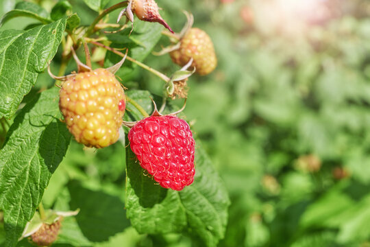A close up of organic raspberries in the garden, selective focus.
