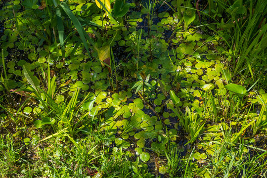 Horizontal dense texture of green marsh vegetation, tiny aquatic plants, and tall grass on dark water. Great for natural backgrounds, botanical textile patterns, and eco-friendly designs.