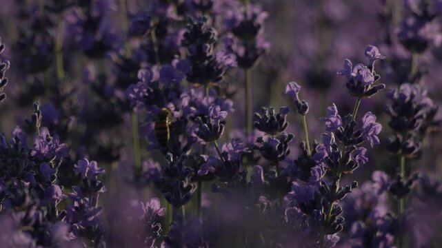 Lavender bee pollinating flowers in a summer meadow capturing the serene natural beauty and aromatic atmosphere of a purple herbal plant field