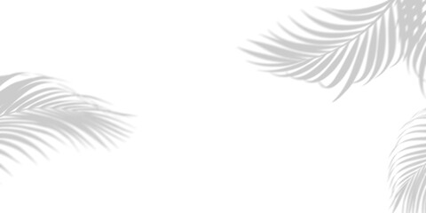 Tropical palm leaf shadows overlay on white bright background design element with background, tropical © MdIsmail
