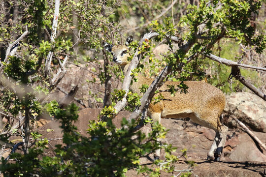 Klippspringer / Klipspringer / Oreotragus oreotragus