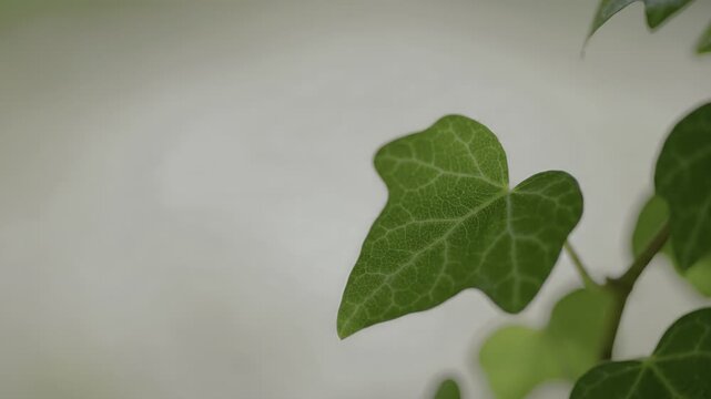 Small green ivy leaf on a climbing vine.