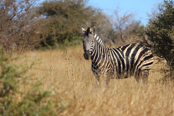 Steppenzebra / Burchell's zebra / Equus quagga burchellii © Ludwig