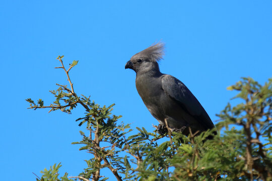 Graul&auml;rmvogel / Grey lourie or Grey go-away-bird / Crinifer concolor