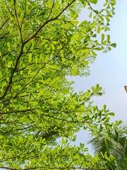 Fototapeta premium green leaves background