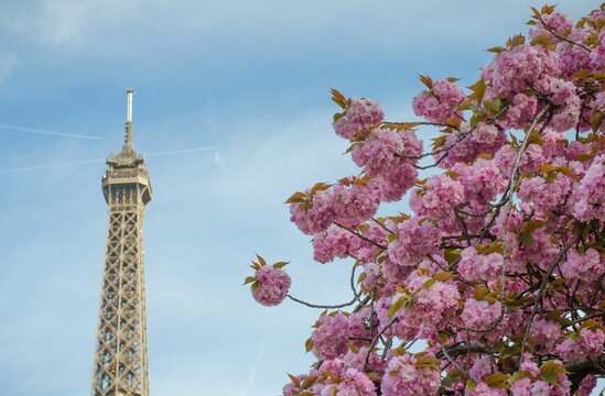 Tour & Fleurs