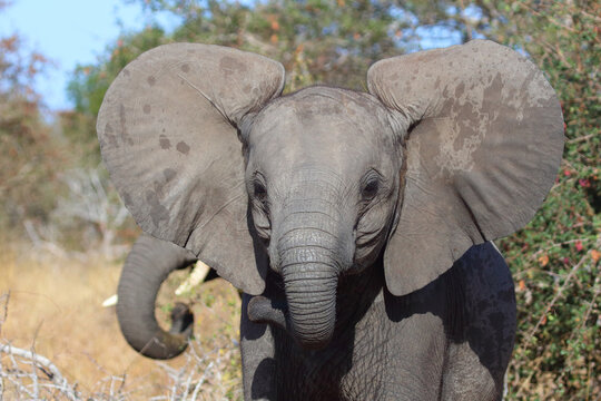 Afrikanischer Elefant / African elephant / Loxodonta africana