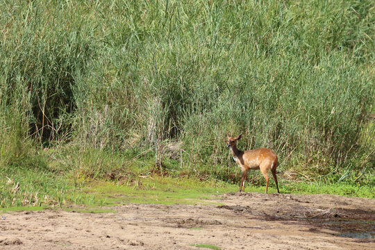 S&uuml;dliche Schirrantilope / Cape bushbuck / Tregelaphus sylvaticus