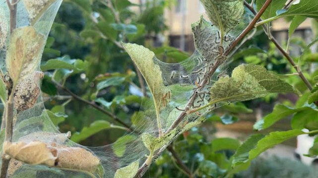 aphids on an apple tree, larvae in a web