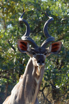 Gro&szlig;er Kudu / Greater kudu / Tragelaphus strepsiceros