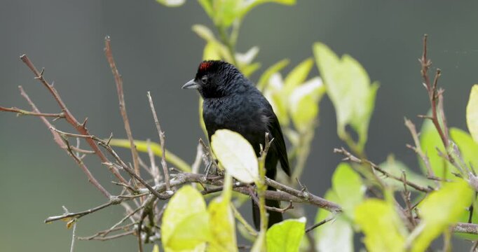 Close up of male Ruby crowned tanager on branch, then flying. Static