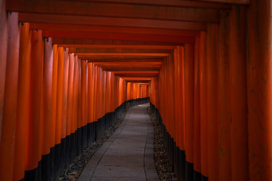 Kyoto, Kyoto, Japan - 09 March 2020: View of the iconic Senbon Torii gates forming a vibrant orange tunnel along a stone path in the Fushimi Inari Shrine.