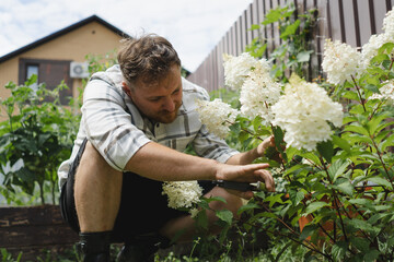 Fototapeta premium Young gardener enjoying the fragrance of blooming white hydrangeas in a backyard garden. Lifestyle gardening concept, ornamental shrubs, home landscaping, and plant care.