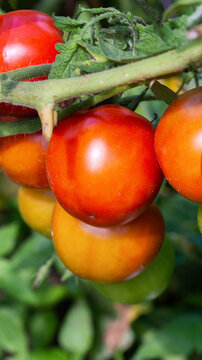 Ripening tomatoes on vine showing progression of color from green to yellow, orange, and red, vibrant garden produce growth under natural sunlight, vertical photo