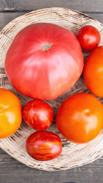 Collection of vibrant red and orange ripe garden tomatoes of different sizes and varieties arranged on rustic wooden cutting board with visible tree ring texture vertical photo
