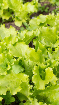 Rows of vibrant green lettuce leaves growing in garden bed, showing fresh healthy texture and organic cultivation outdoors, ready for harvest, vertical photo