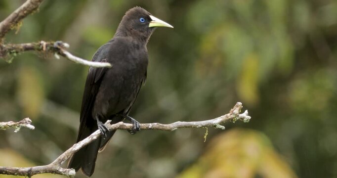 Close up of alert Red-rumped cacique in tree. Static