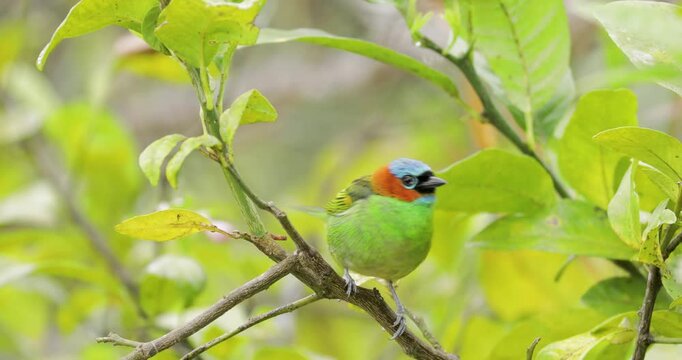 Close up of adult Red-necked tanager on tree branch. Static