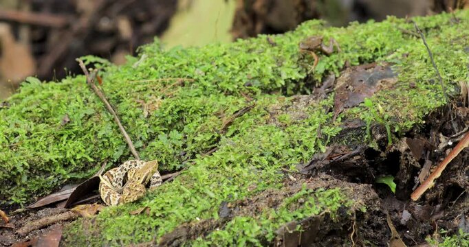 Bothrops jararaca motionless on fallen log covered in vegetation. Close up, static