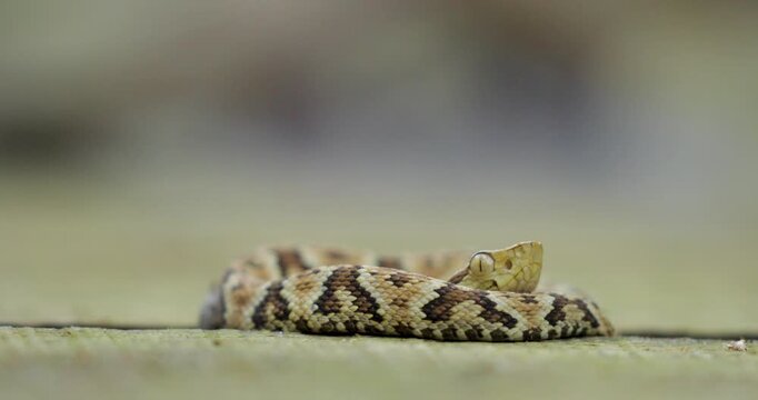 Close up rack focus shot of Jararaca in wild. Static