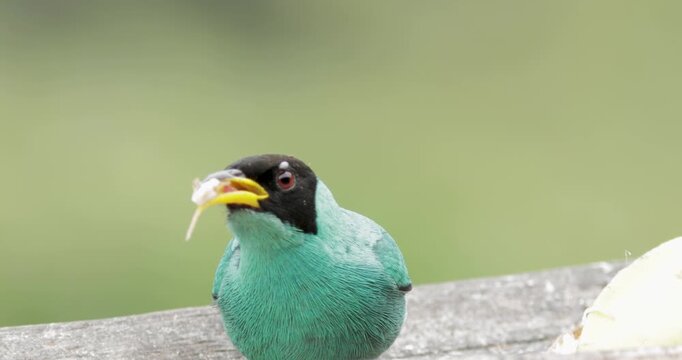 Close up of adult male Green honeycreeper eating. Static
chlorophanes spiza
