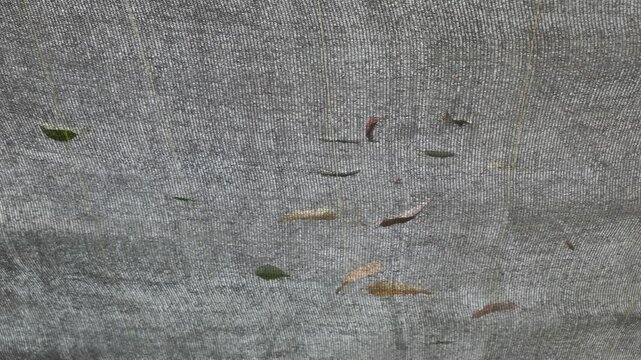 Dry Fallen Leaves Scattered on Shade Netting